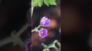 Attēlu rezultāti vaicājumam “Geranium bohemicum bud”