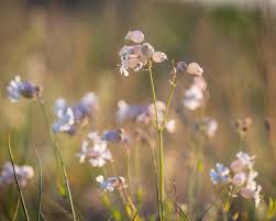 Attēlu rezultāti vaicājumam “Silene vulgaris flower”
