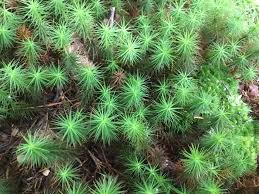 Attēlu rezultāti vaicājumam “Polytrichastrum pallidisetum cells”