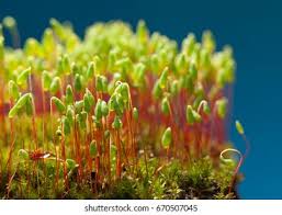 Attēlu rezultāti vaicājumam “Pohlia nutans”