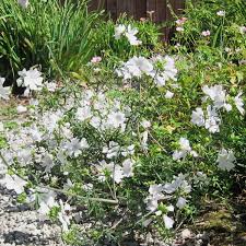 Attēlu rezultāti vaicājumam “Malva moschata alba”