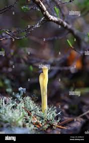 Attēlu rezultāti vaicājumam “Clavaria argillacea”