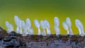 Attēlu rezultāti vaicājumam “Diachea leucopodia macro”