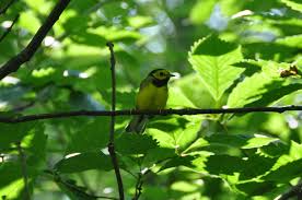 Image result for Wilsonia citrina