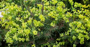 Attēlu rezultāti vaicājumam “Euphorbia cyparissias leaf”