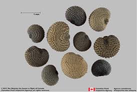 Attēlu rezultāti vaicājumam “Silene otites fruit”