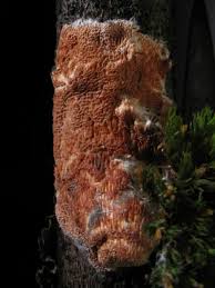 Attēlu rezultāti vaicājumam “Ceriporiopsis resinascens”