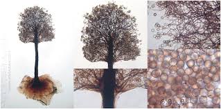 Attēlu rezultāti vaicājumam “Collaria rubens macro”