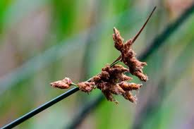 Attēlu rezultāti vaicājumam “Schoenoplectus lacustris subsp. glaucus flower”