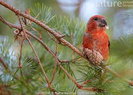 Attēlu rezultāti vaicājumam “Loxia pytyopsittacus male”