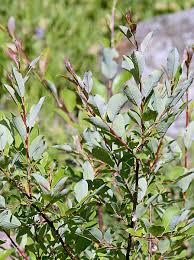 Attēlu rezultāti vaicājumam “Salix myrsinifolia”