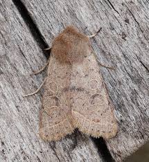 Attēlu rezultāti vaicājumam “Orthosia cerasi”