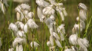 Attēlu rezultāti vaicājumam “Eriophorum angustifolium flower”
