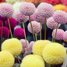 Image result for Dahlia x pinnata `Pompon Lilliput`