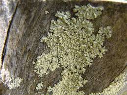 Attēlu rezultāti vaicājumam “Parmeliopsis ambigua”