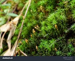 Attēlu rezultāti vaicājumam “Pogonatum dentatum”