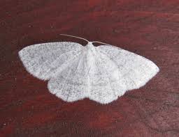 Attēlu rezultāti vaicājumam “Cabera exanthemata”