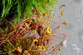 Attēlu rezultāti vaicājumam “Hygroamblystegium varium”