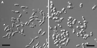 Attēlu rezultāti vaicājumam “Collaria sp.”