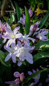 Attēlu rezultāti vaicājumam “Scilla luciliae”