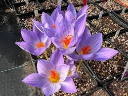 Attēlu rezultāti vaicājumam “Crocus speciosus”