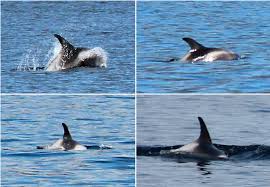 Image result for Lagenorhynchus albirostris