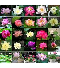 Image result for rosa aquatica