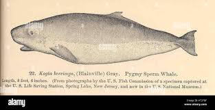 Image result for Kogia breviceps