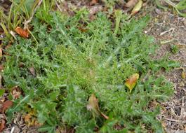 Attēlu rezultāti vaicājumam “Cirsium acaule”