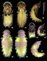 Attēlu rezultāti vaicājumam “Lamproderma nigrescens young”