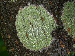 Attēlu rezultāti vaicājumam “Pertusaria amara”