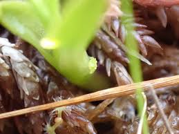 Attēlu rezultāti vaicājumam “Hammarbya paludosa fruit”