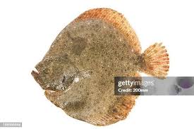 Image result for Scophthalmus maximus