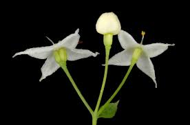 Attēlu rezultāti vaicājumam “Galium schultesii flower”