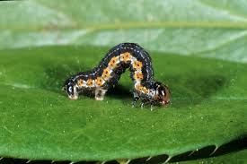 Attēlu rezultāti vaicājumam “Hydria cervinalis”