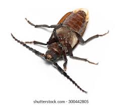 Attēlu rezultāti vaicājumam “Meloe sp. imago”