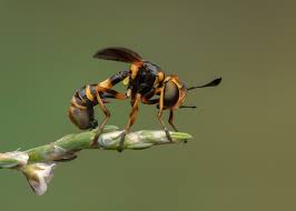 Attēlu rezultāti vaicājumam “Conopidae”