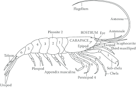 Attēlu rezultāti vaicājumam “Crangon crangon”