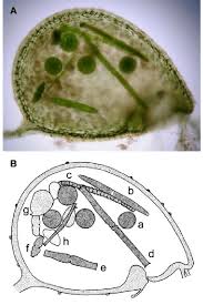 Attēlu rezultāti vaicājumam “Utricularia minor leaf”