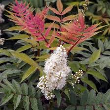 Attēlu rezultāti vaicājumam “Sorbaria sorbifolia flower”
