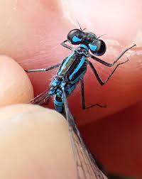 Attēlu rezultāti vaicājumam “Coenagrion puella male”