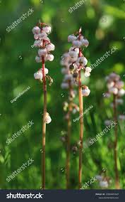 Attēlu rezultāti vaicājumam “Pyrola minor flower”