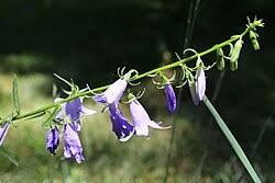 Image result for Campanula moesiaca