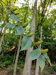 Attēlu rezultāti vaicājumam “Betula alleghaniensis fruit”