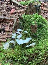 Attēlu rezultāti vaicājumam “Dicranella cerviculata”