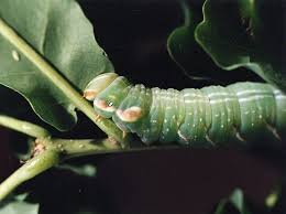 Attēlu rezultāti vaicājumam “Peridea anceps”