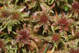 Attēlu rezultāti vaicājumam “Sphagnum capillifolium”