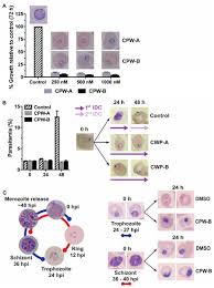 Attēlu rezultāti vaicājumam “Diderma cingulatum plasmodium”