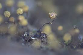 Attēlu rezultāti vaicājumam “Cribraria aurantiaca var. persoonii young”