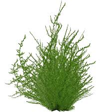 Attēlu rezultāti vaicājumam “Drepanocladus aduncus”